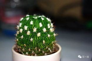 土壤篇：仙人球喜欢什么样的家