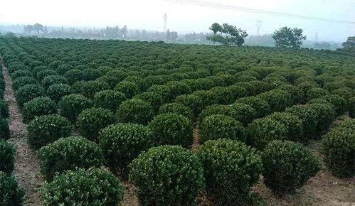 落叶松树苗价格受种植技术、地区和市场需求影响