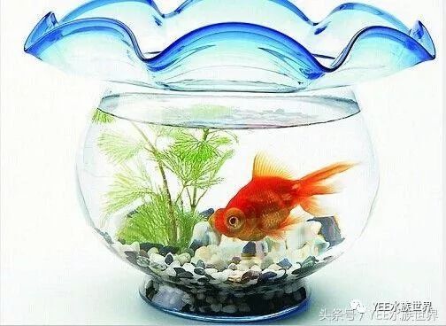 荷花缸养鱼，如何摆放鱼儿与荷花和谐共生