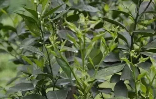 如何避免二甲草甘膦对棉花的药害问题？