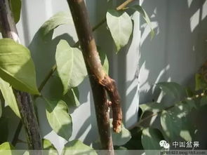 柚子树嫁接技巧：轻松掌握，快速成活！
