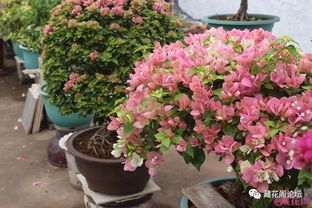 揭秘三角梅：植物界的瑰宝，如何定义其独特地位？