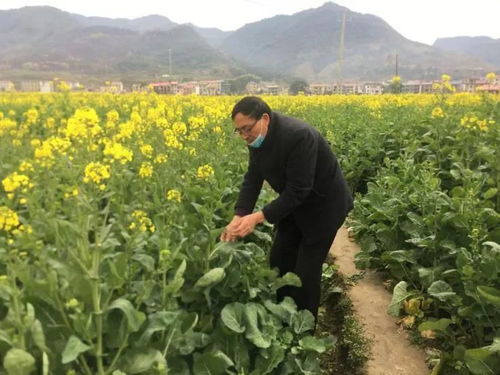 大棚桃树种植精选品种与技术指南