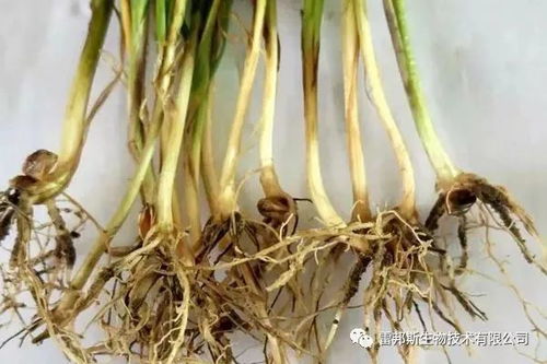 市场防范小麦腐病药物多种类型