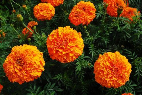 三、 万寿菊：生命的象征