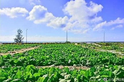 早熟禾：草坪的老熟人