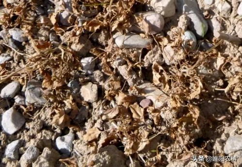 新型除草剂：石莒蒲田的福音