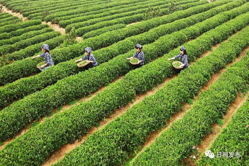 揭秘油茶施肥技巧：科学施用，确保茶叶品质！