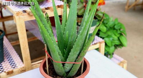 芦荟的品种：哪些可依吃？