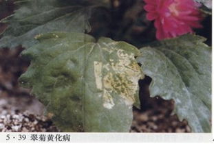 翠菊病害防治：识别症状