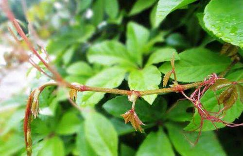 爬山虎那烦人的根啊，怎么才嫩让它彻底消失呢？