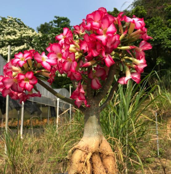 换盆前，得给它洗个澡