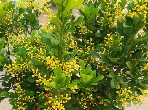 瑞香：观花、观叶、闻香