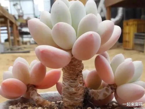 温度控制，生长空间要适宜