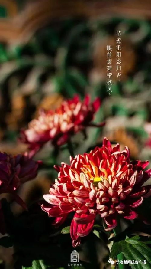 送菊双，重阳节至