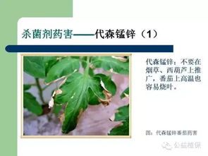 作物黄叶的原因分析