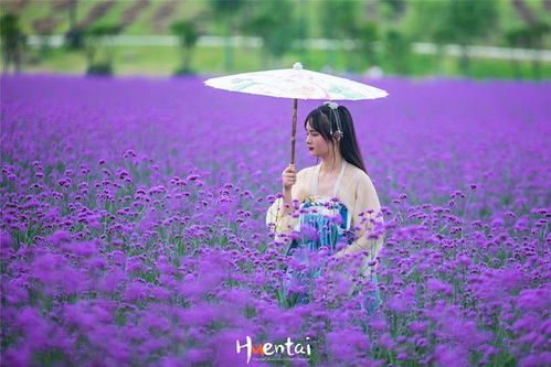 以代表妩媚的花为主题，探究其花语背后的女性魅力