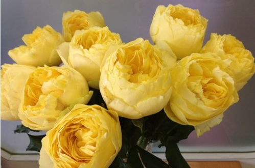 伦多拉：明黄色的小清新