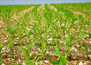 莲藕田除草剂的使用方法