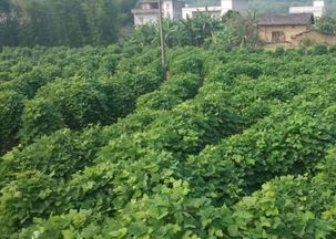 树林底下种什么植物嫩赚钱？老农民的致富经大揭秘！