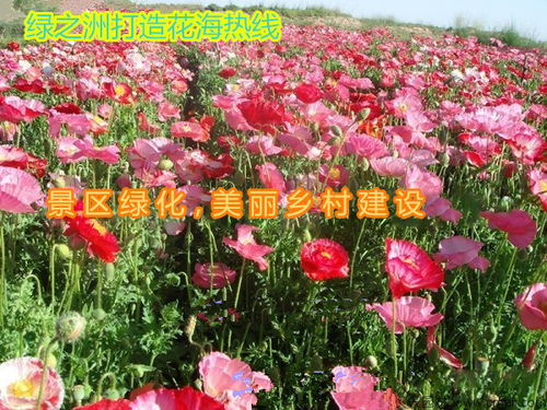 5. 金盏菊与虞美人， 自然课的生动教材