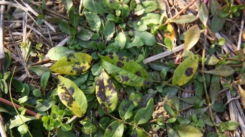 百菌清怎么用？