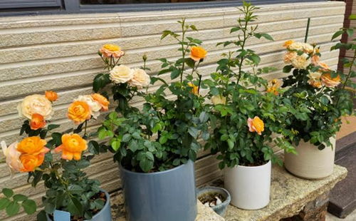 月季种植简单步骤，直接告诉你！