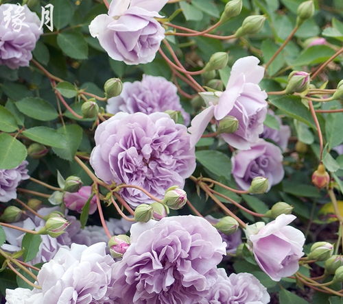 适应性强， 生长环境广泛