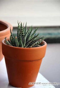 种植花卉的注意事项