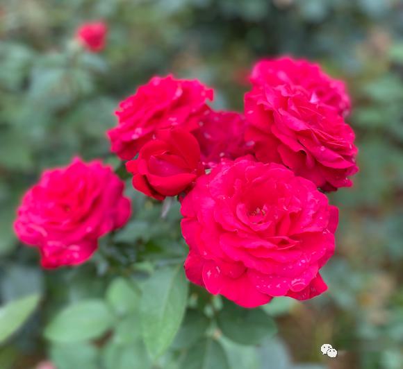 凯丽月季秋季养护，这些细节不Neng忽视！