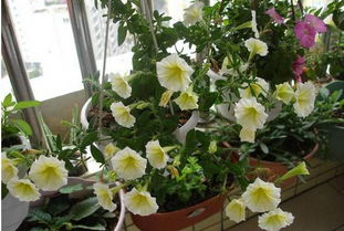 选盆就像挑鞋子， 要合适才行