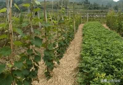 表叔的葡萄园成了花海！