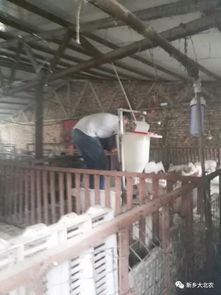 如何通过8大细节提升猪场生产成绩？