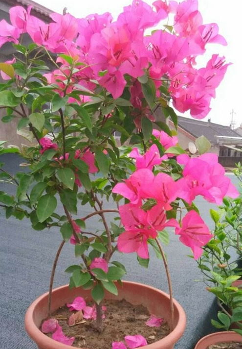 掉钟花的花期是多久？