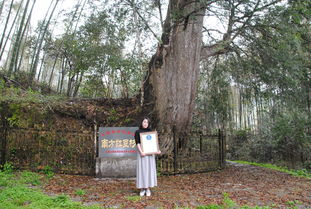 树干直径与树龄的关系