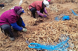 种植党参的风险与收益