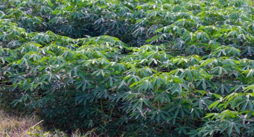 木薯是一种适应性强的热带作物，种植方法简单