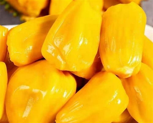 菠萝蜜成熟上市是哪几个月份？不同地区时间各异