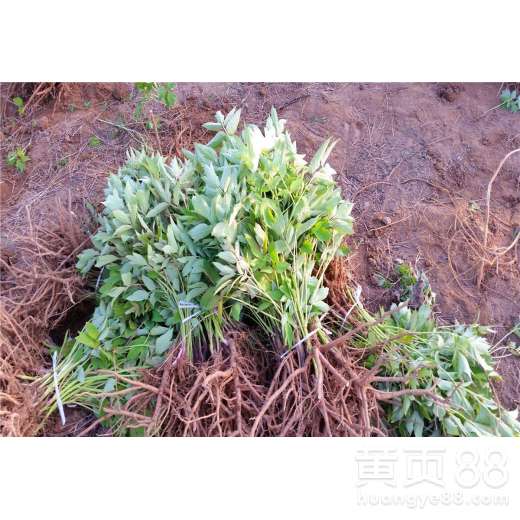 白芷种子浸泡，省时又省心？