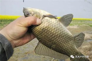 玉溪抚仙湖惊现4公斤巨型鲫鱼，钓友感叹大自然的神奇