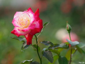 月季芬芳，绘就文旅融合新画卷