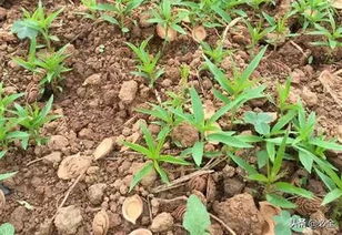 简易辨别三步法