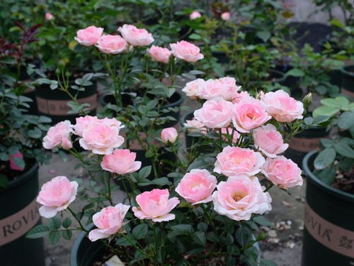 世霸：粉嫩温柔似少女