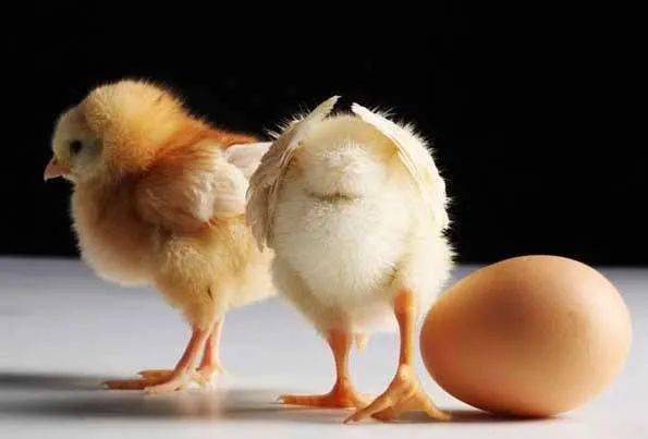 根据生长性能、繁殖力和健康状况，科学淘汰养殖动物