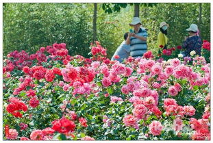 月季花的花语：美与期待