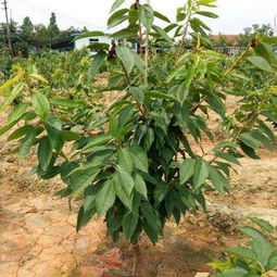 大樱桃嫁接哪种砧木好？果农推荐这几种
