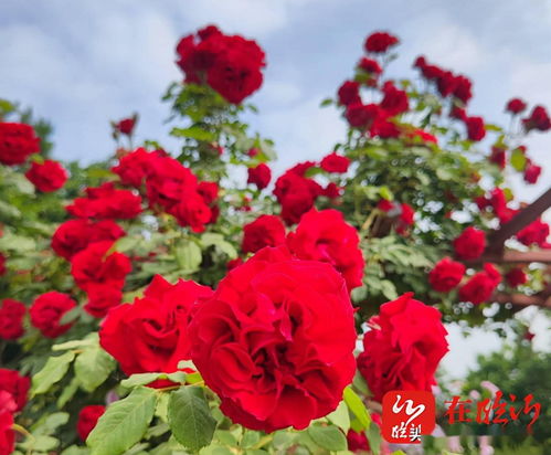 月季大姐：袁蕾的园艺生涯