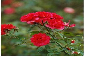 月季产业的崛起