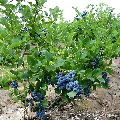 别踩雷区， 选购有妙招