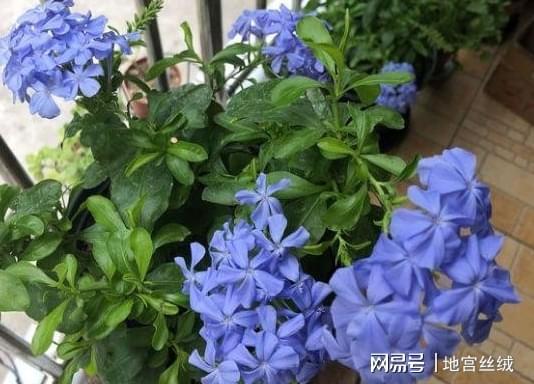 夏日神器，蓝雪花